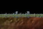 animal-cell-wall-150.jpg
