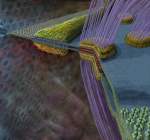 cell-junctions-150.jpg